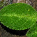 Image of Episcia lilacina Hanst.