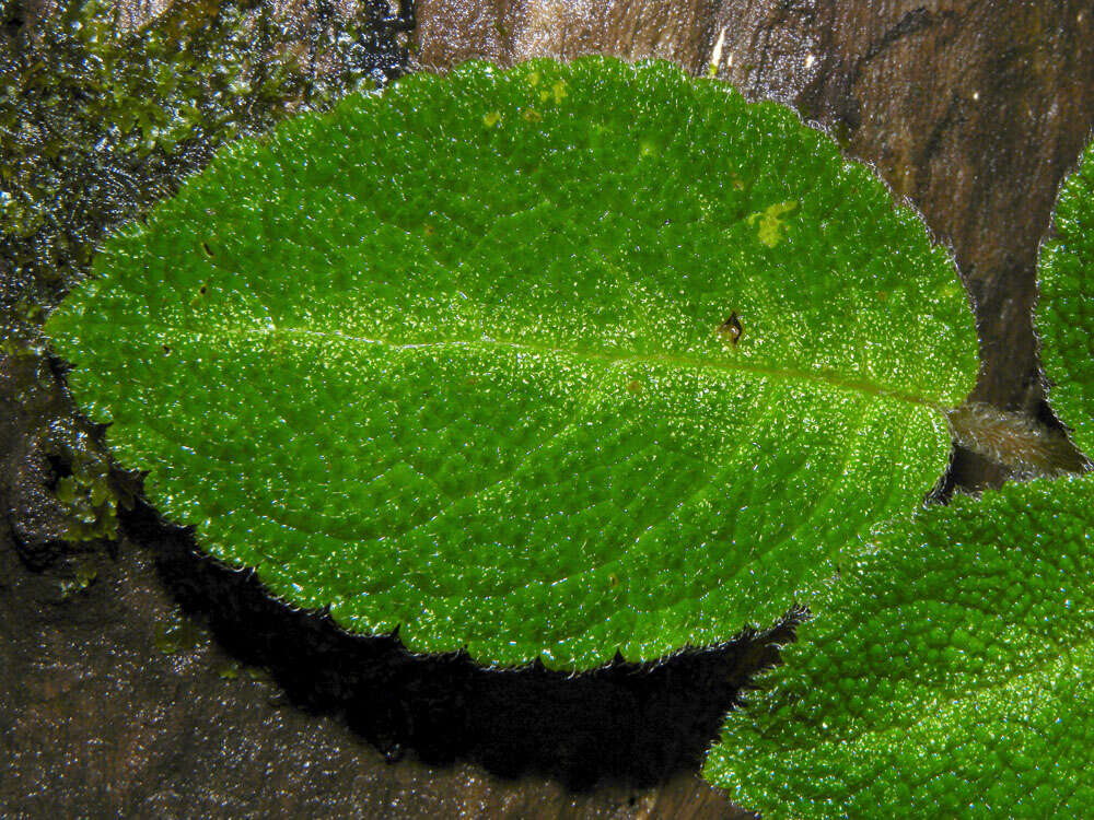 Image de Episcia