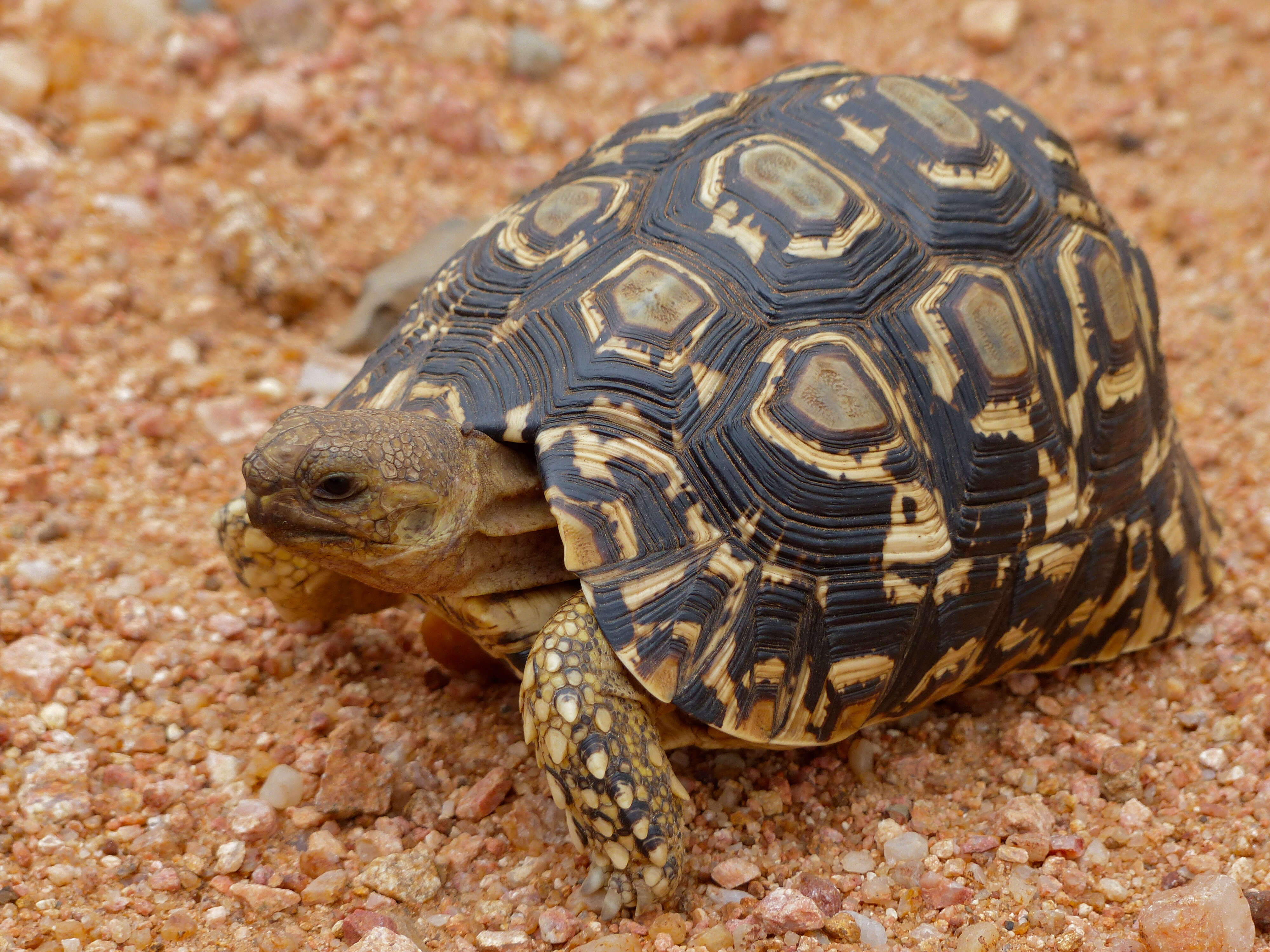 Image of Stigmochelys