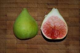 Image of fig family