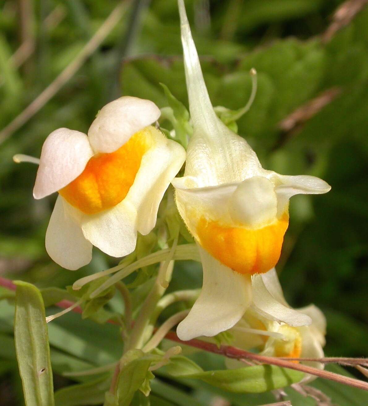 Image of Toadflax