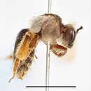 Image of Andrena humilis Imhoff 1832