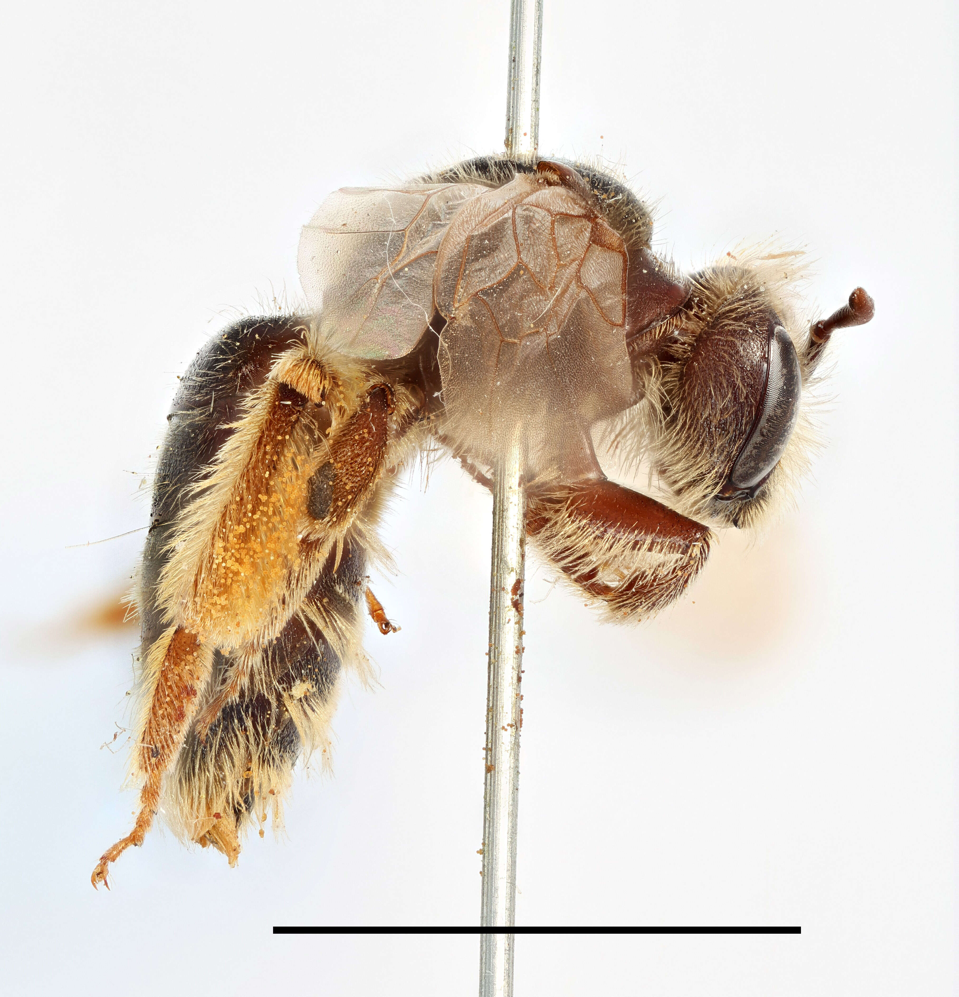 Image of Andrena humilis Imhoff 1832