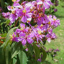 صورة Tibouchina mollis (Bonpl.) Cogn.