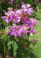 Imagem de Tibouchina