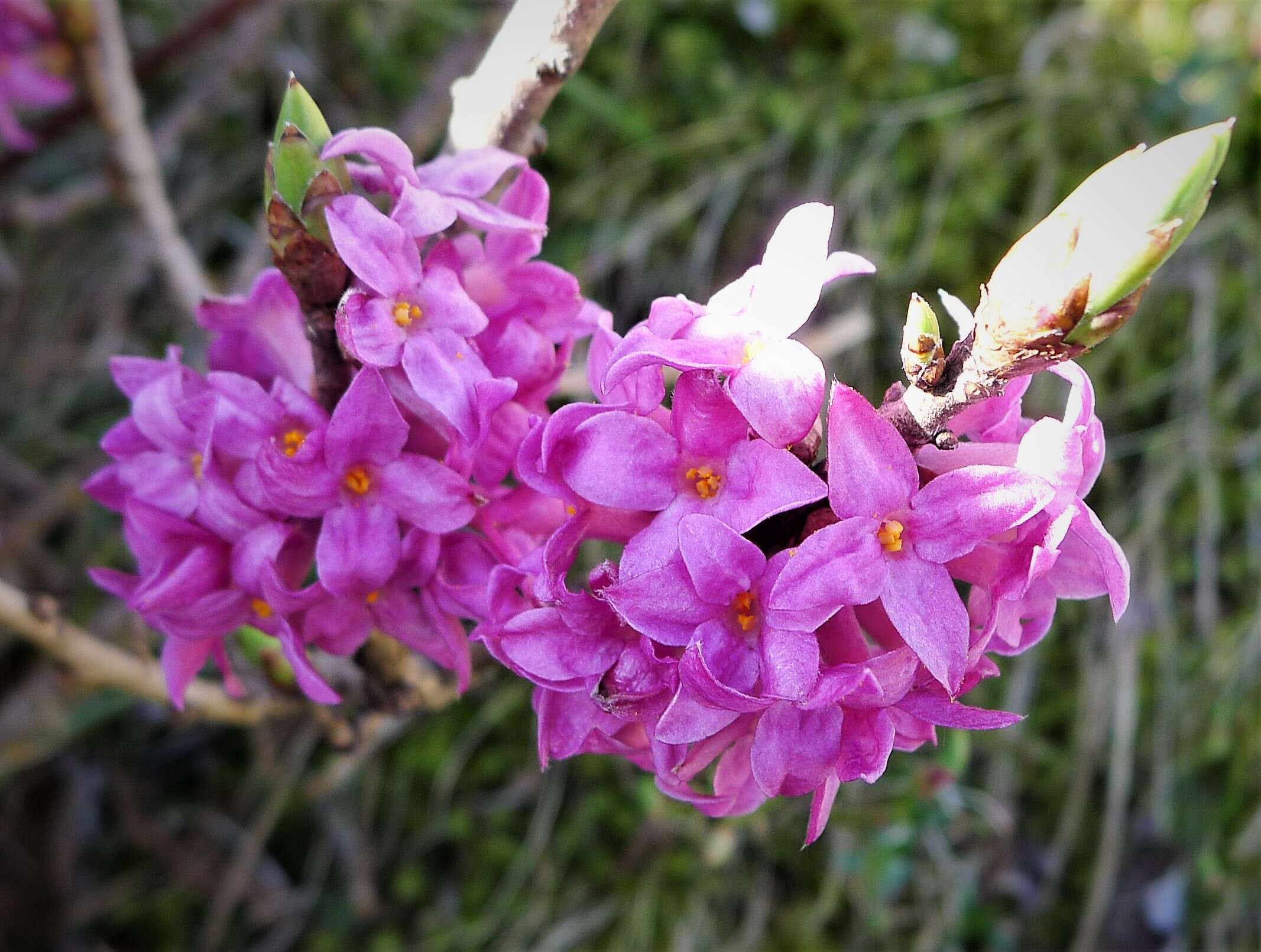 Image of Daphne glomerata Lam.