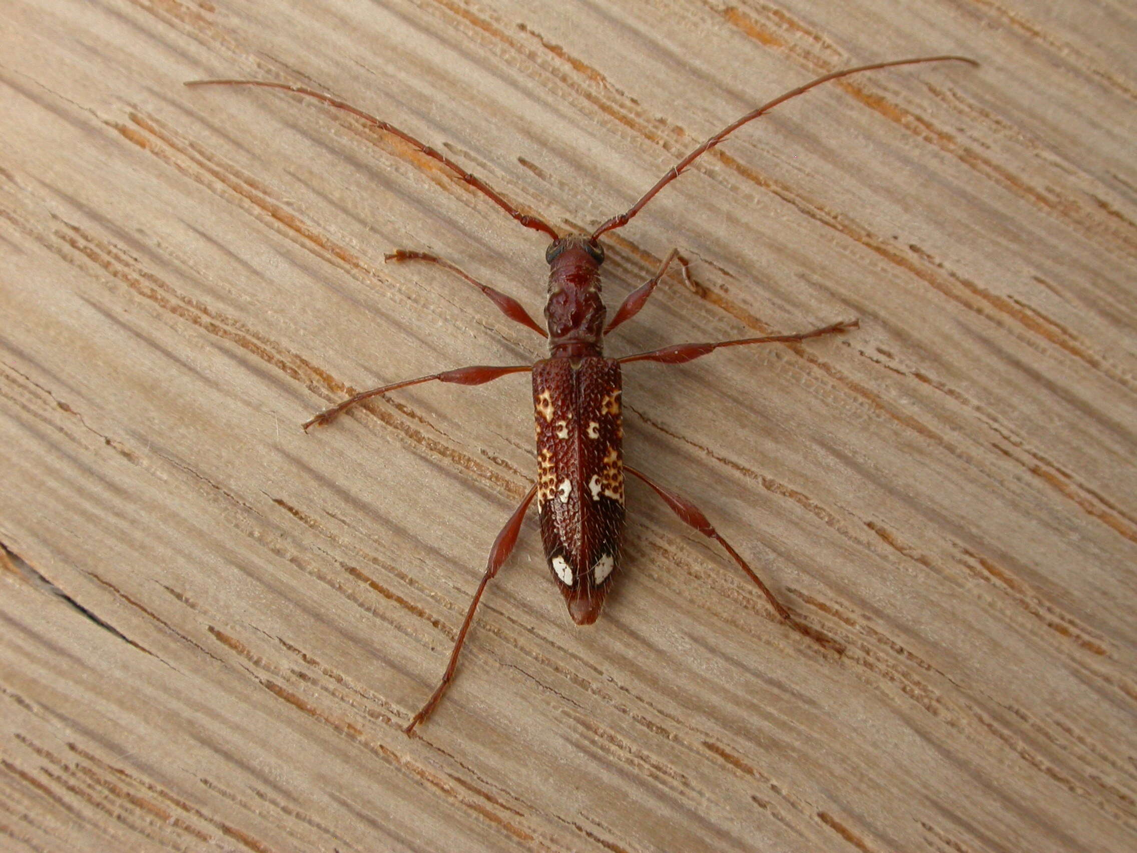 Image of Coptocercus biguttatus (Donovan 1805)