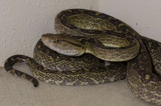Image of Habu
