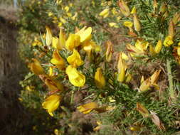 Image of gorse