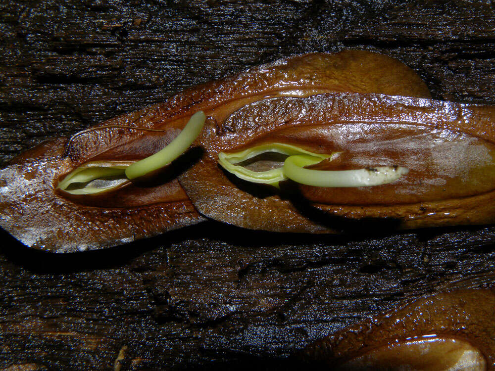 Image de Pseudopiptadenia psilostachya (DC.) G. P. Lewis & M. P. Lima