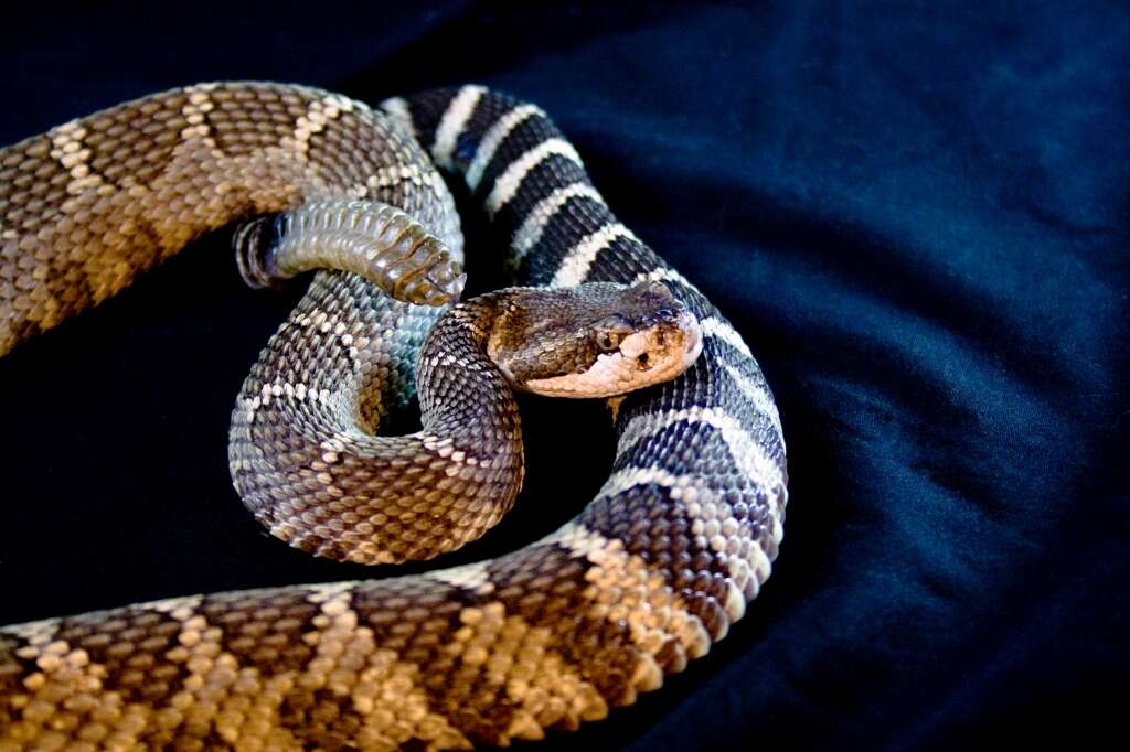 Image of Northern Pacific Rattlesnake