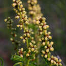 Image of Lomandra obliqua (Thunb.) J. F. Macbr.