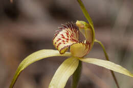 Image of Fawn spider orchid