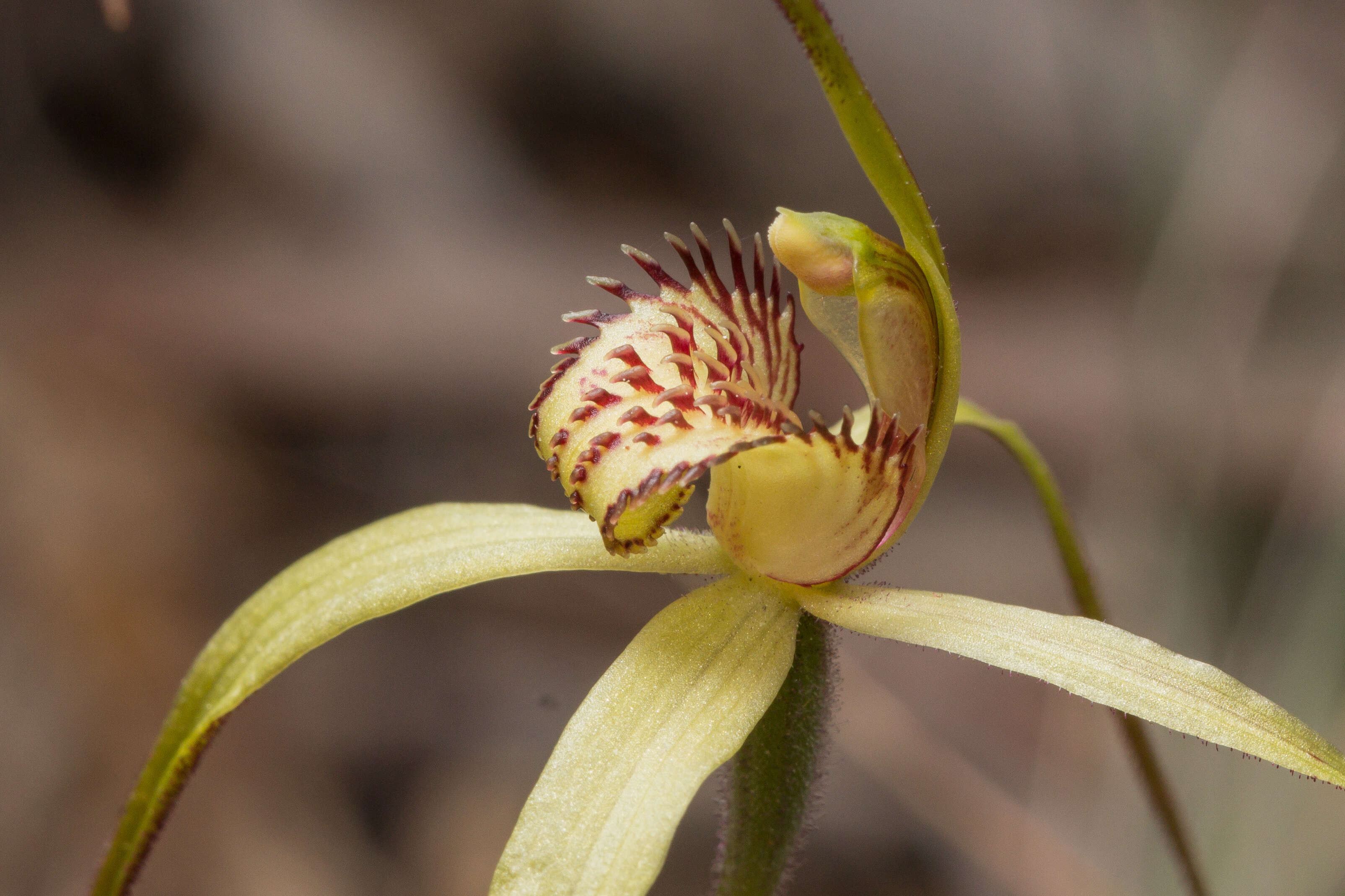 Image of Fawn spider orchid