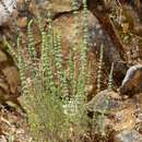 Image of Micromeria myrtifolia Boiss. & Hohen.