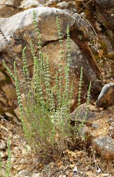 Image of Micromeria myrtifolia Boiss. & Hohen.