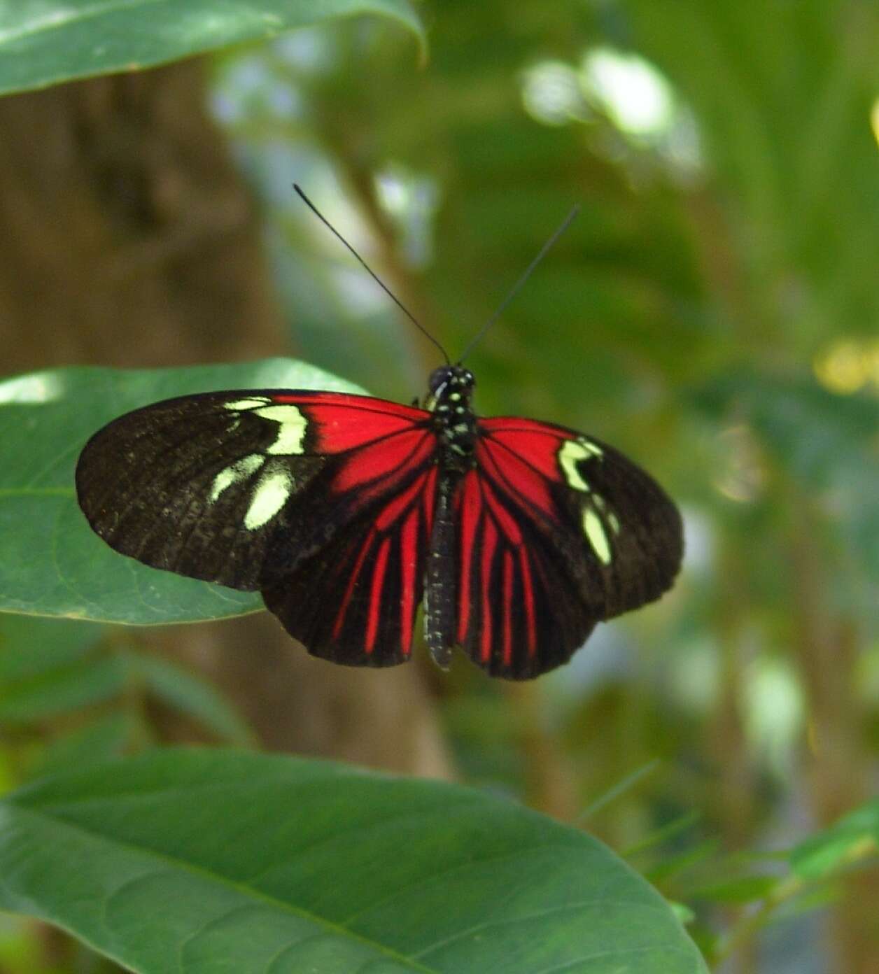 Image de Heliconius