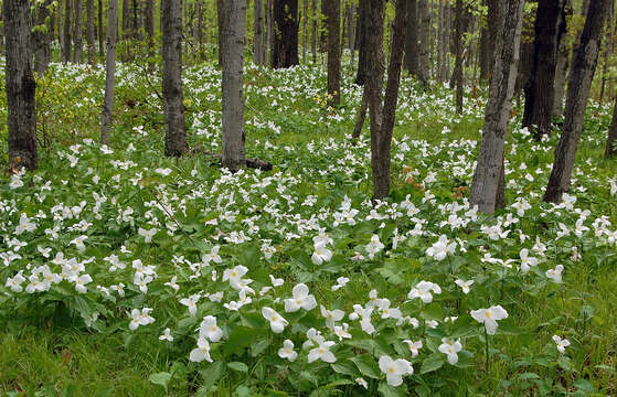 Image of White trillium