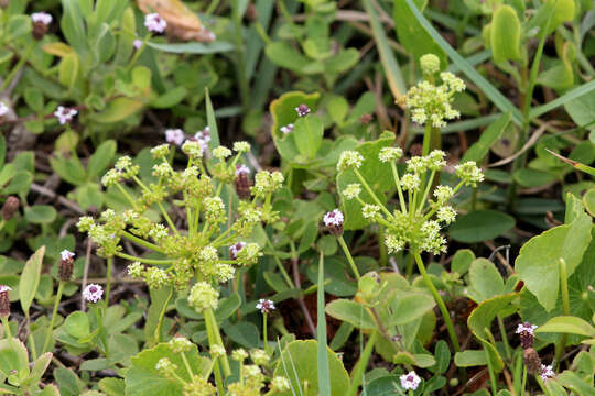 Image of Indian Pennywort