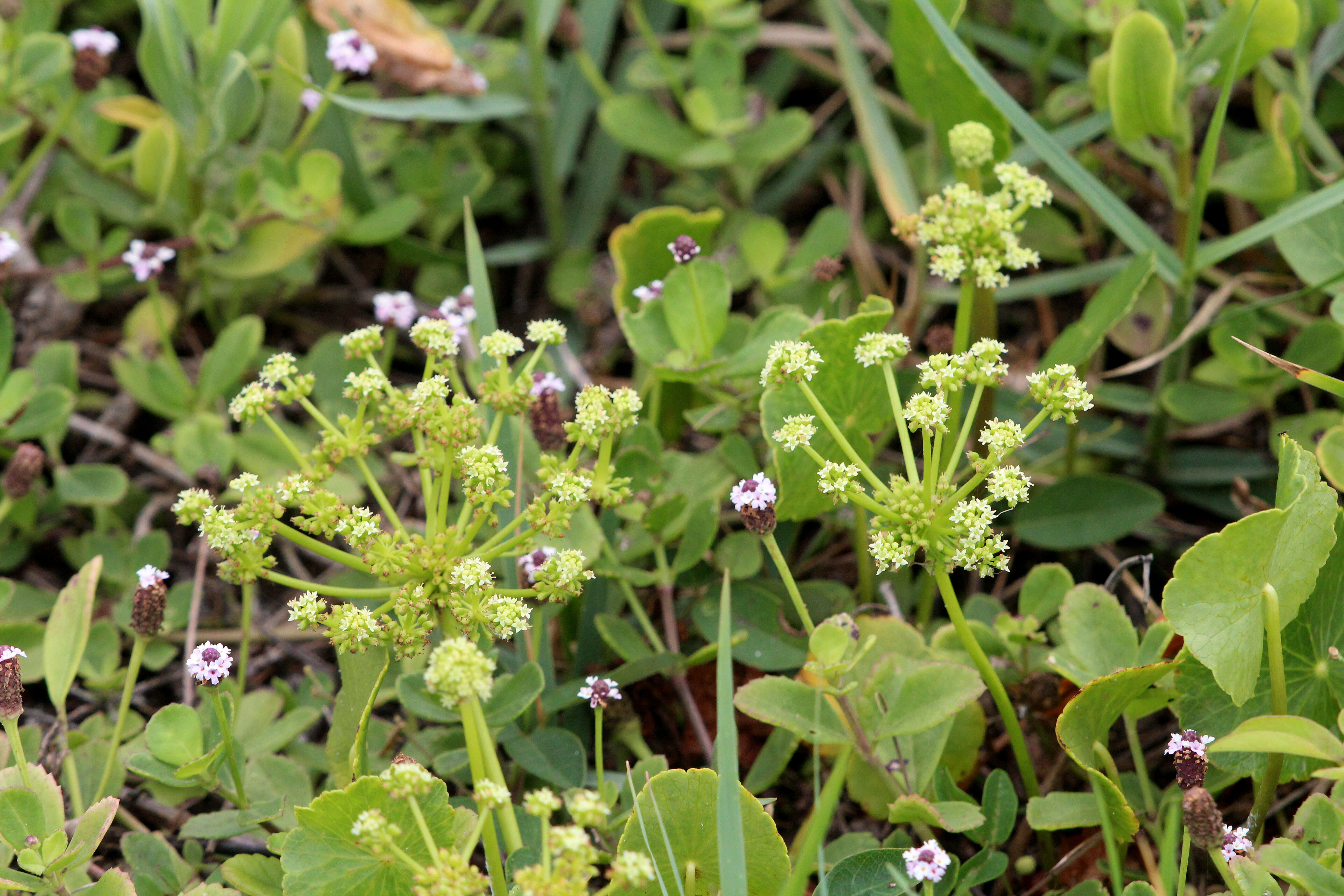 Hydrocotyle resmi