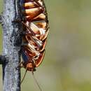 Image of Bronze Cockroach
