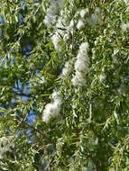 Salix mucronata Thunb.的圖片