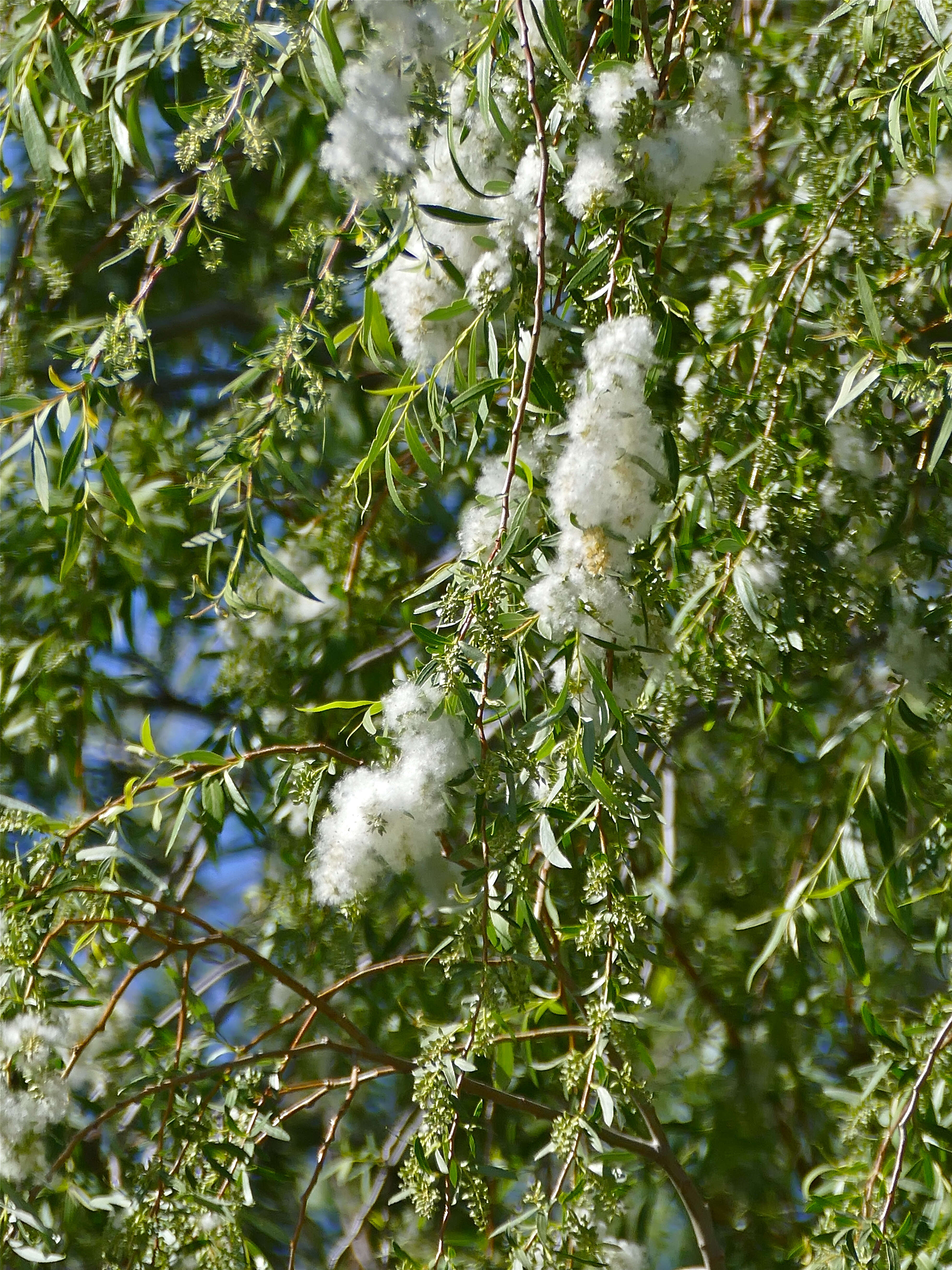 Imagem de Salix mucronata Thunb.