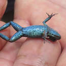 Image of Ecuador Poison Frog