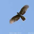 Image of Pacific Baza