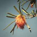Image of Diplolaena angustifolia Hook.