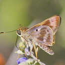 Image of Violet-banded Skipper