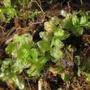 Image of many-fruited thyme-moss