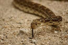 Image of gopher snakes