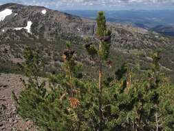 Image of whitebark pine