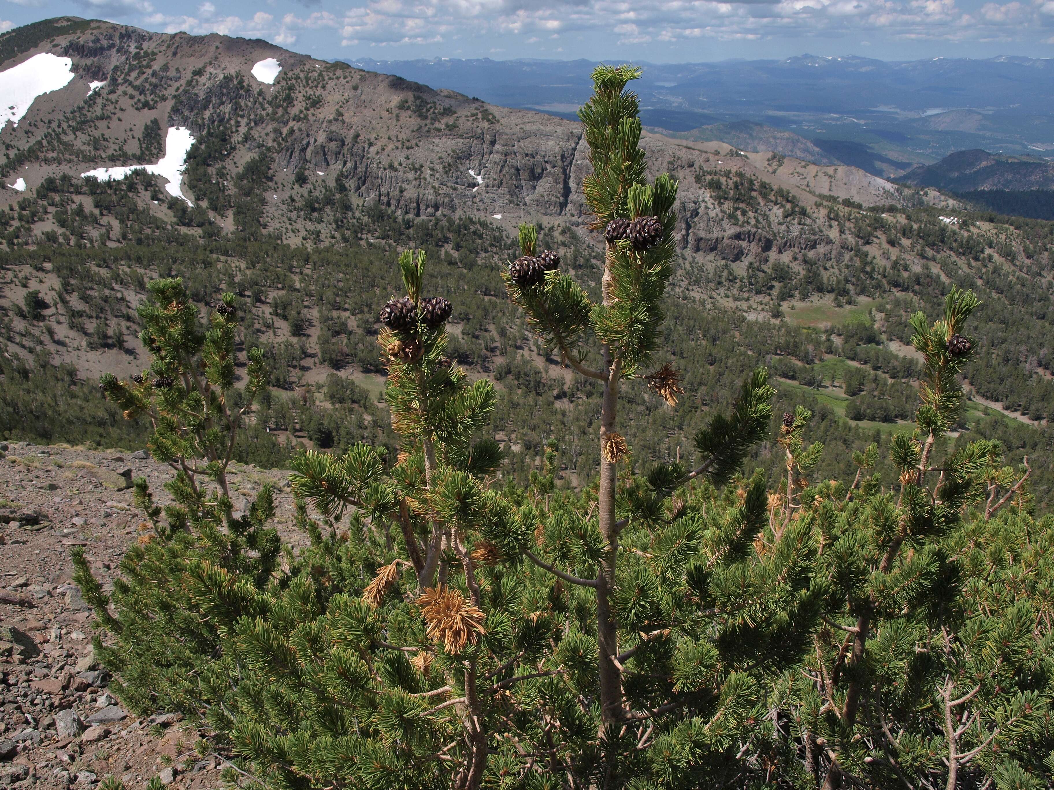 Image of Pine