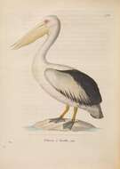 Image of pelicans