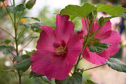 Image of rosemallow