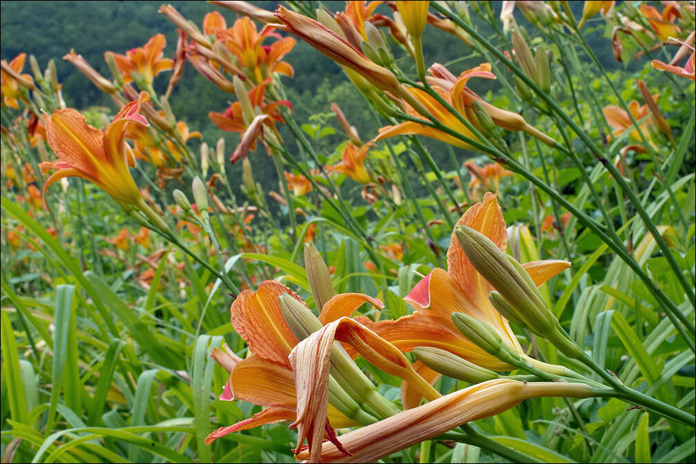 Image of Hemerocallis fulva