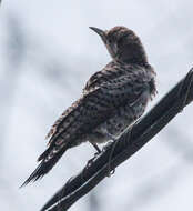 Image of Northern Flicker