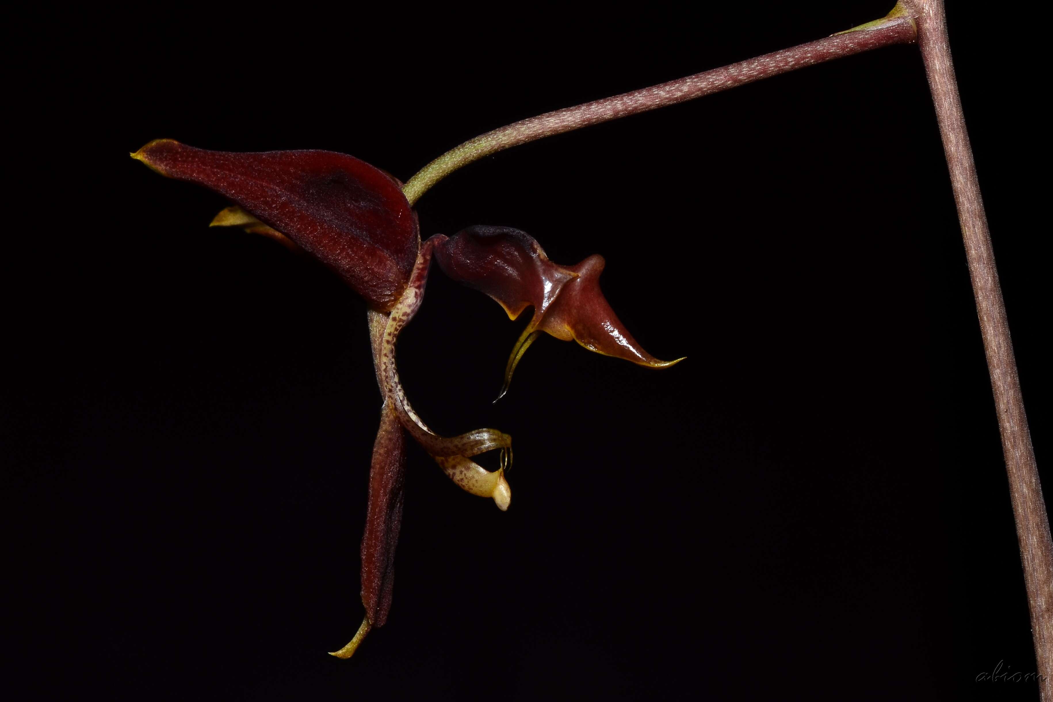 Image of Gongora claviodora Dressler