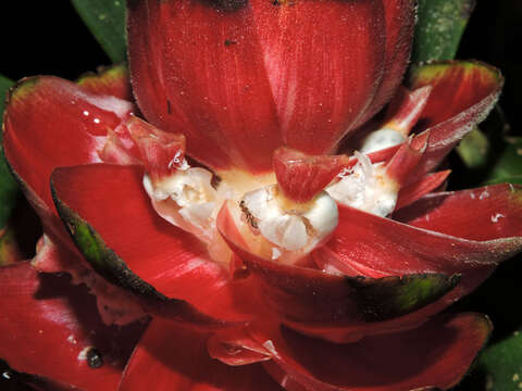 Image of Costus laevis Ruiz & Pav.