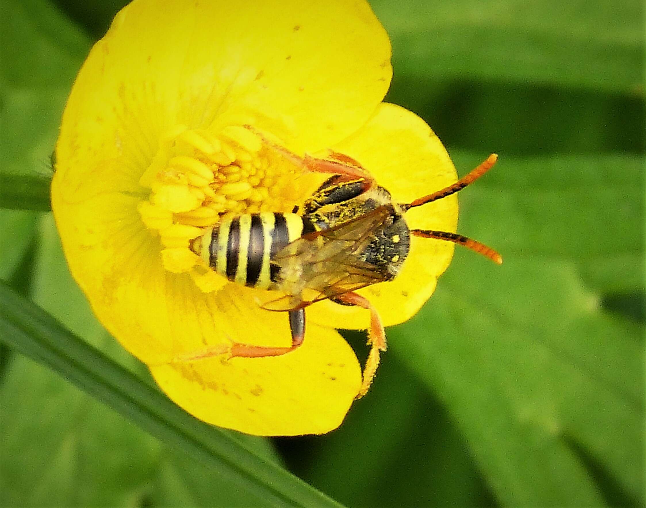 Image of Nomada goodeniana (Kirby 1802)