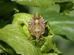 Image of Carpocoris