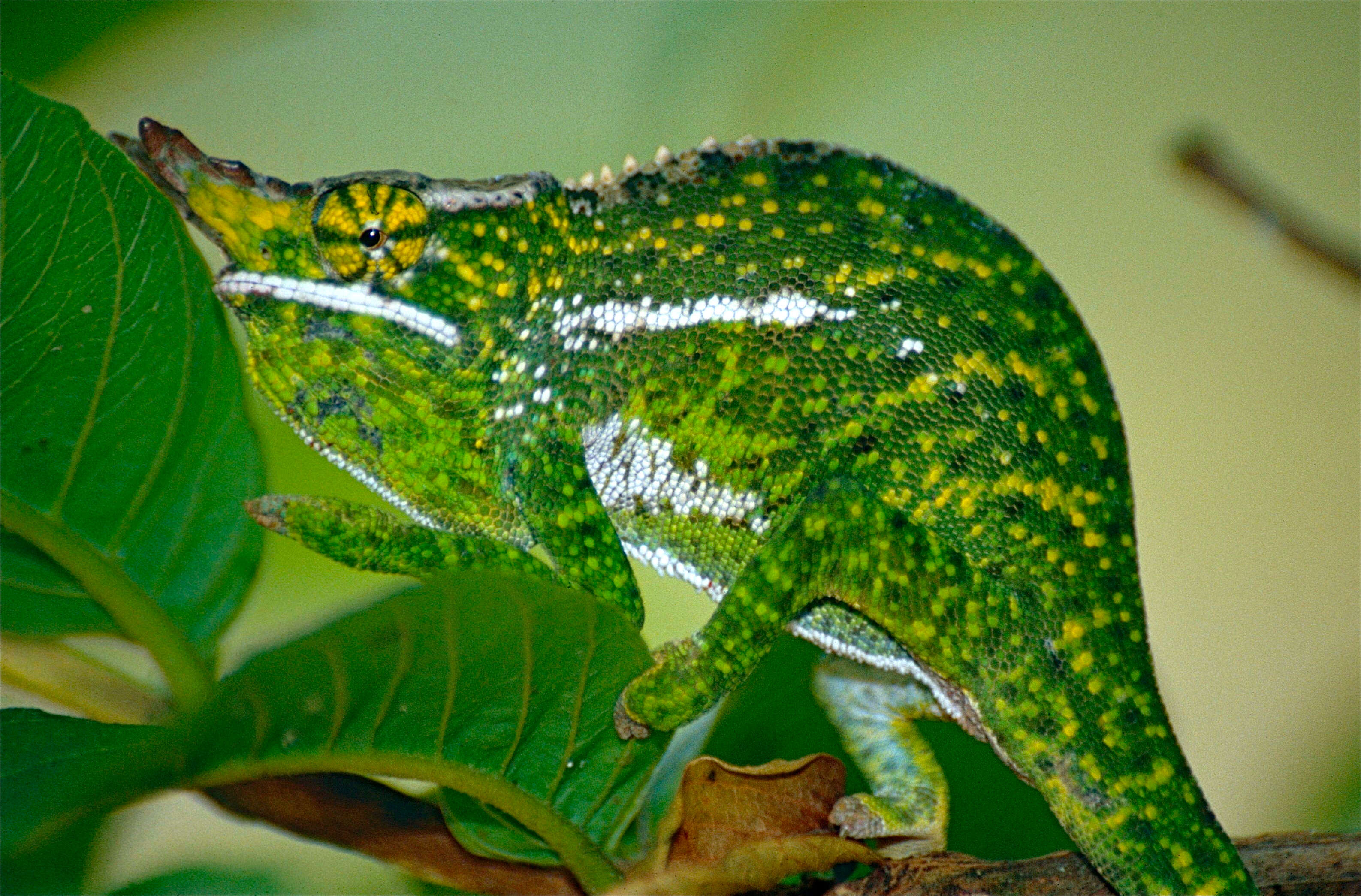 Image of Malagasy chameleons