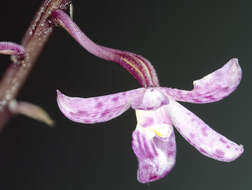 Image of hyacinth orchids