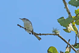 Image of gnatcatchers