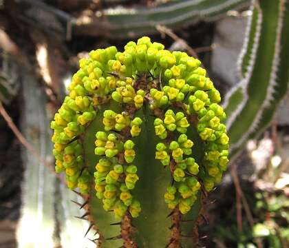 Image of Euphorbia avasmontana Dinter