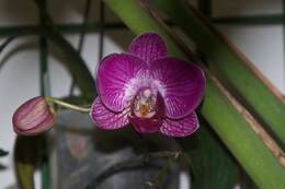 Image of Phalaenopsis
