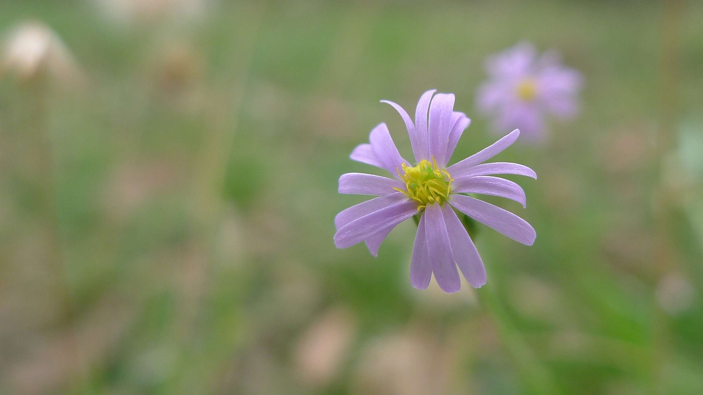 Слика од Brachyscome microcarpa F. Müll.