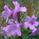 Image of Strobilanthes cusia (Nees) O. Kuntze